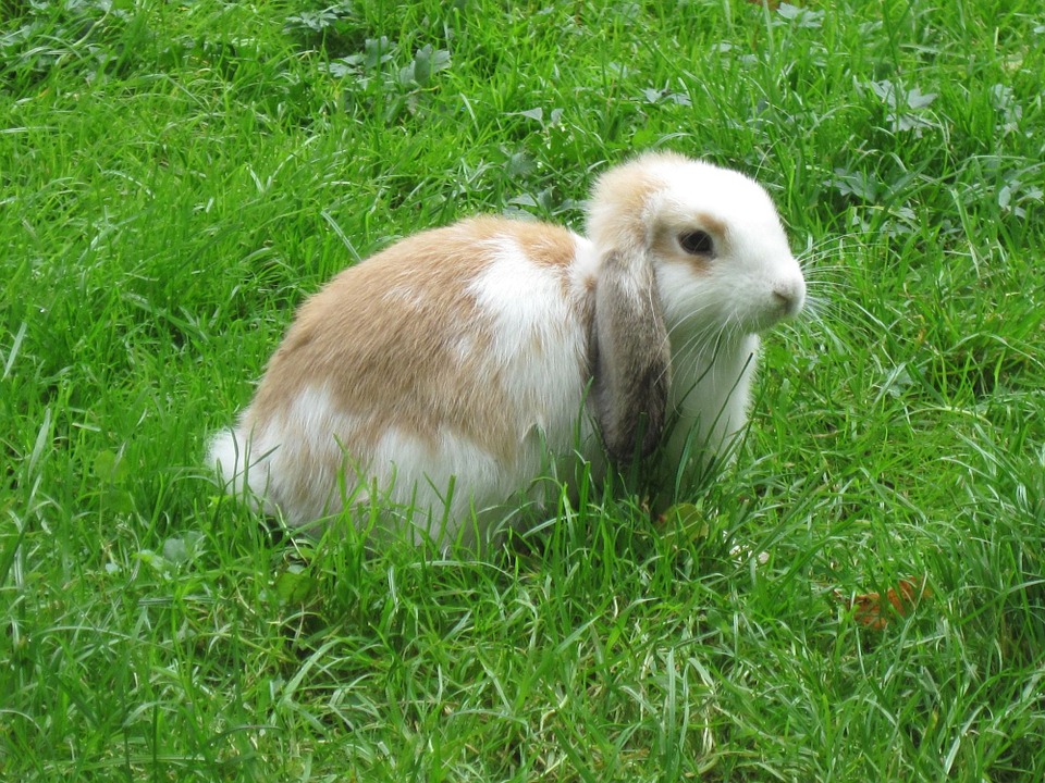 Effective Rabbit Control Methods for Your Garden and Yard