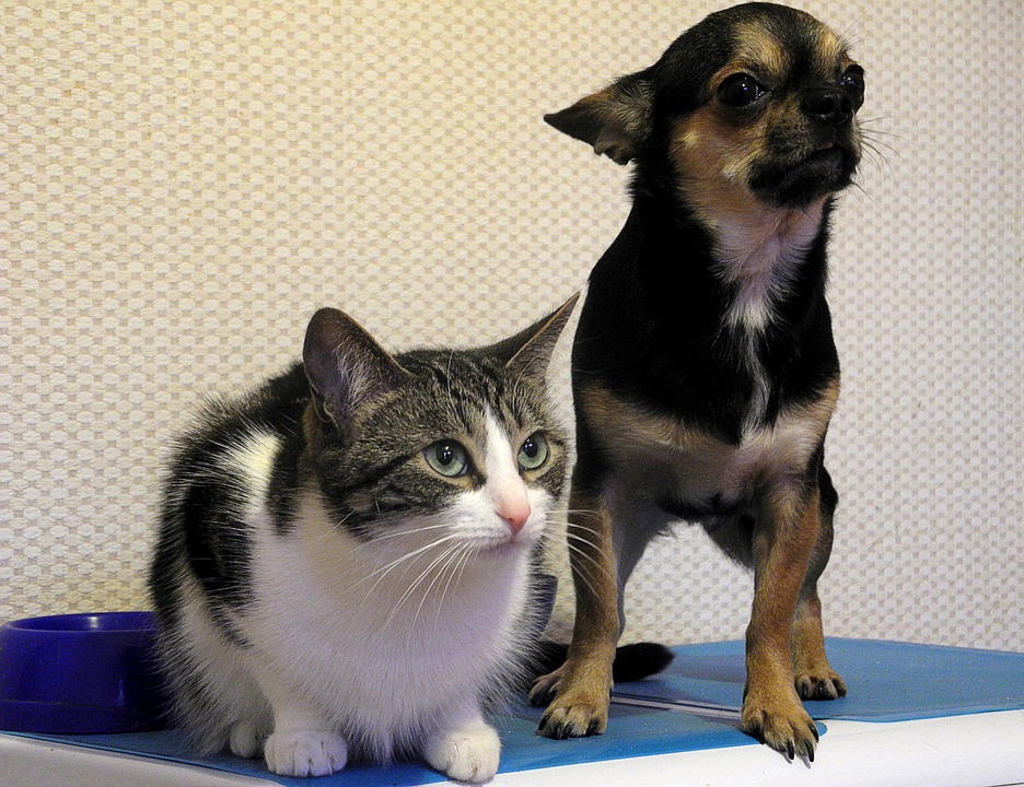 Dogs vs Cats: Why Canine Companions Reign Supreme