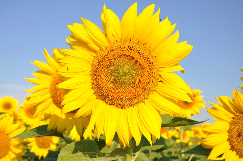 Are Sunflowers Poisonous to Cats? (Find Out Now!)