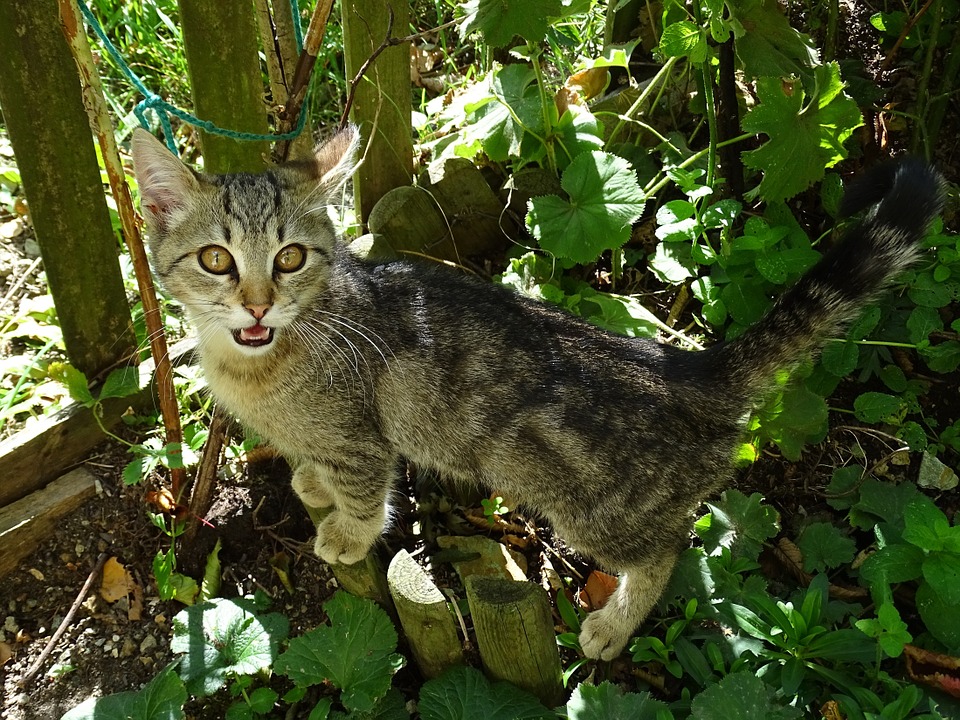 Why Do Cats Purr? The Science Behind Their Calming Sound