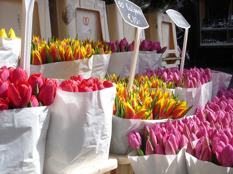 Are Tulips Dangerous for Cats?