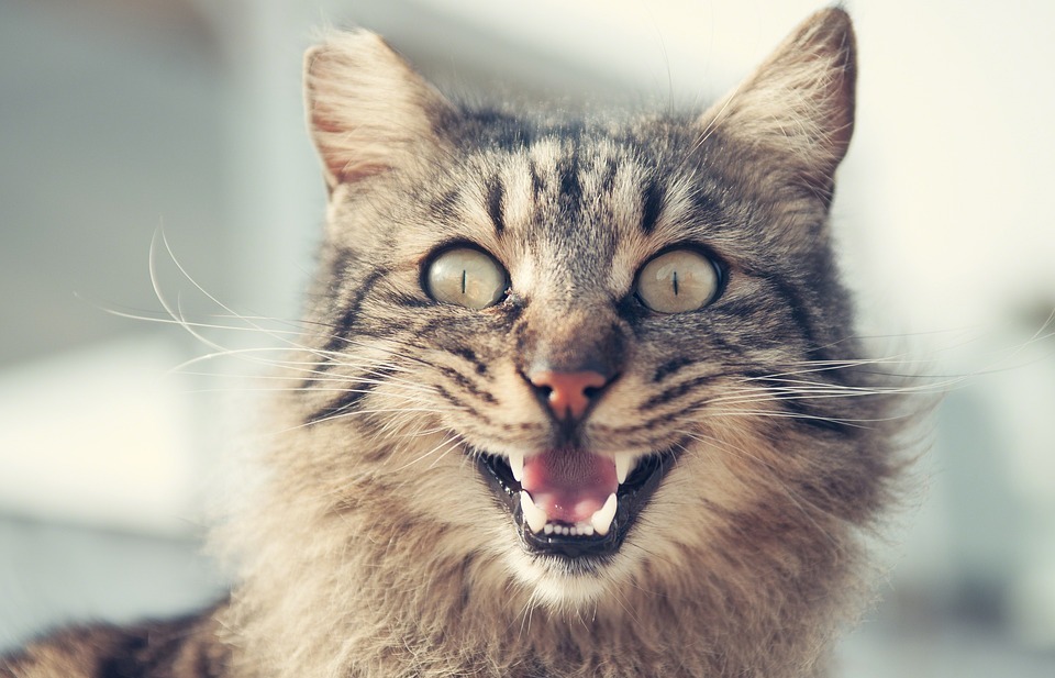 Do Cats Really Have Nine Lives? The Truth About Feline Survival