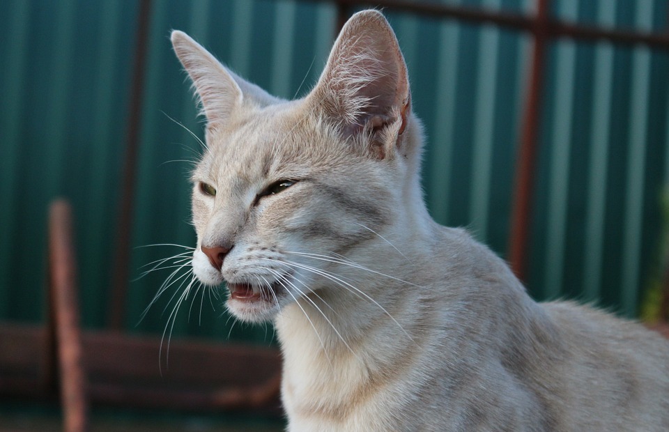 Why Do Cats Purr? The Science Behind Their Calming Sound