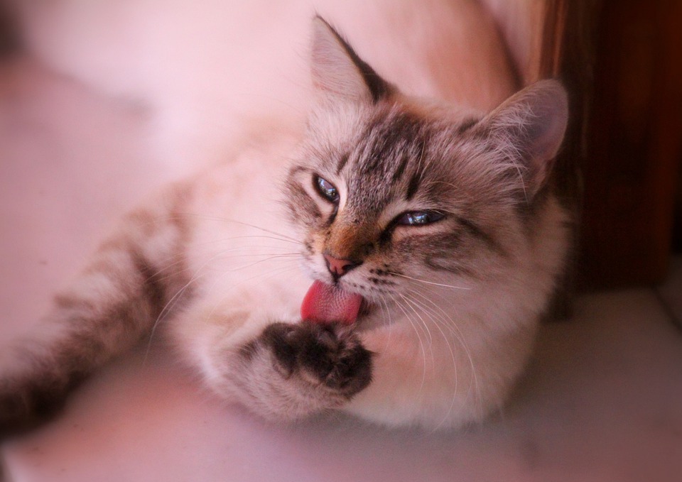 Why Do Cats Lick You? The Real Reasons Behind This Feline Behavior