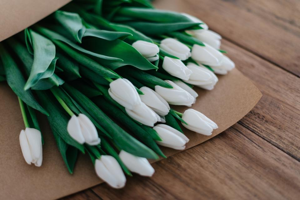 Are Tulips Dangerous for Cats?