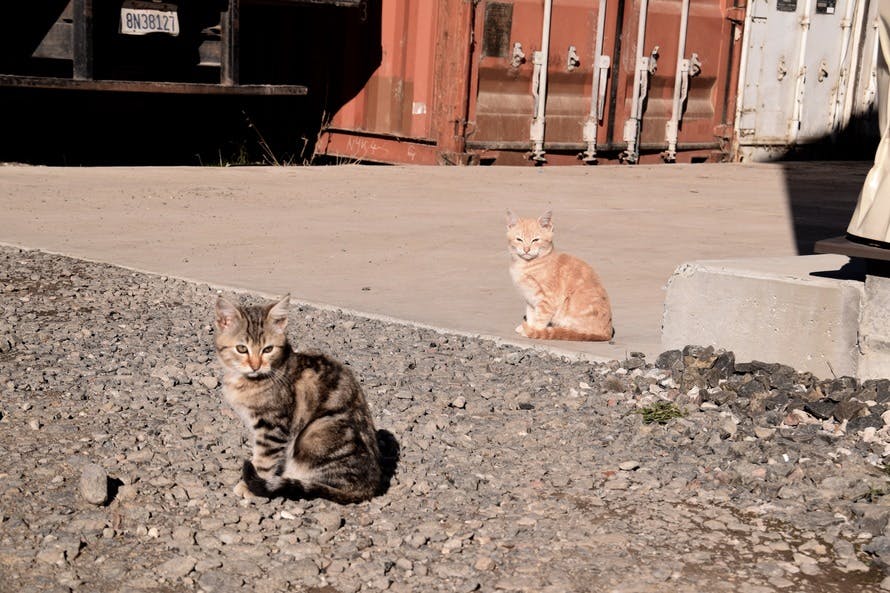 What Do Cats Dream About? Unlocking the Secrets of Feline Slumber