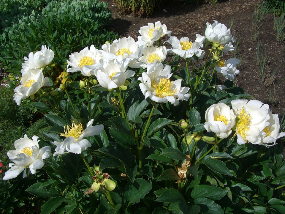 Peonies and Cats: Are They Safe?