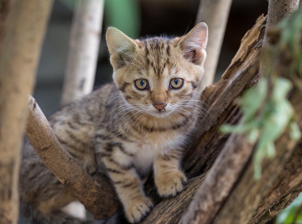 Savannah Cat Odor: Do They Smell?