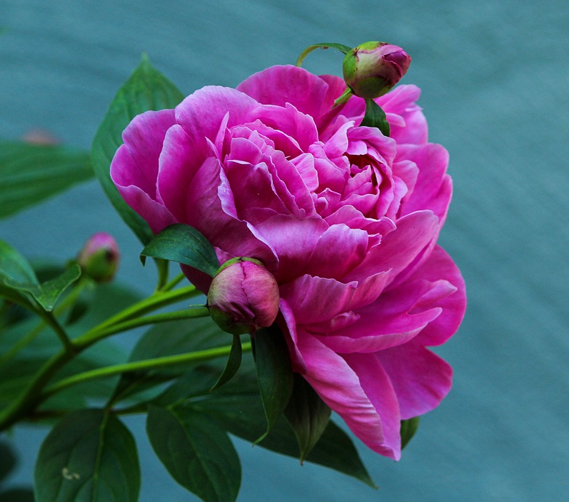 Peonies and Cats: Are They Safe?