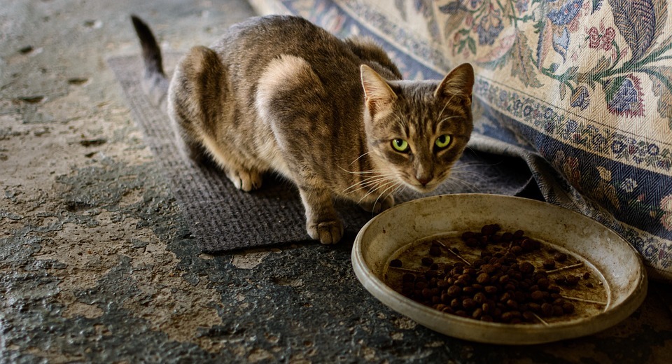 Can Cats Safely Eat Raw Chicken? Risks and Precautions