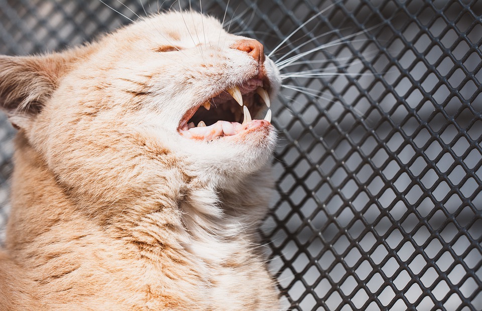 Why Do Cats Bite? Understanding Feline Aggression