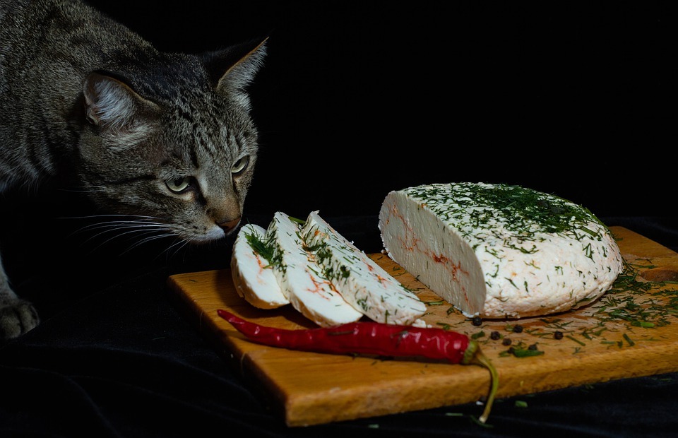 Can Cats Safely Eat French Fries?