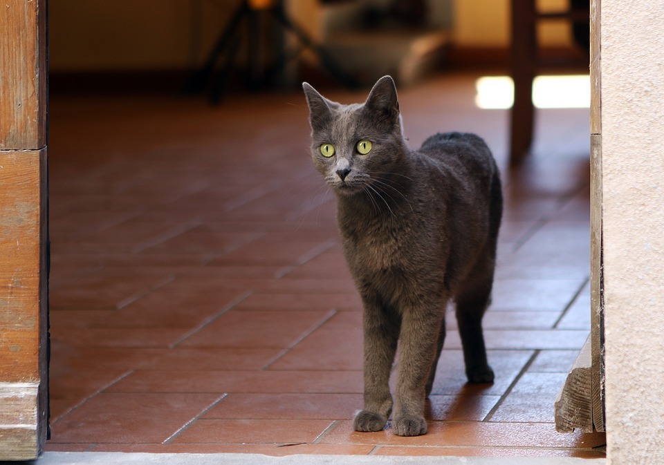 Is Catnip a Cat's High? The Science Behind the Craze