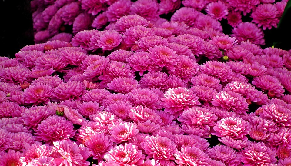 Chrysanthemums and Cats: Are They Safe?