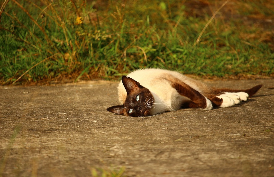 Are Siamese Cats Hypoallergenic? The Truth About Cat Allergies