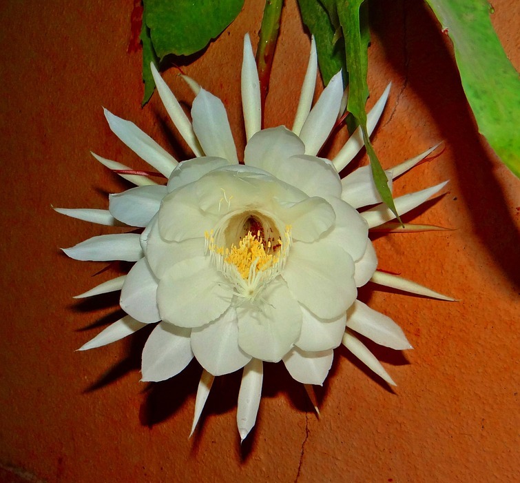 Christmas Cactus and Cats: Are They Poisonous?