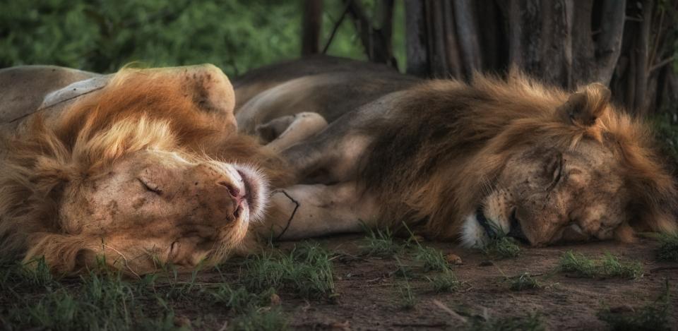 Why Do Cats Groom Each Other? The Science Behind Feline Social Bonding