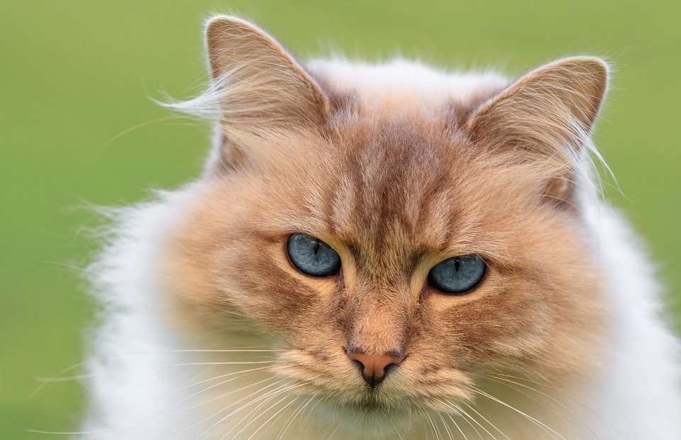 Maine Coon Cat Price: Cost of Owning a Fluffy Giant