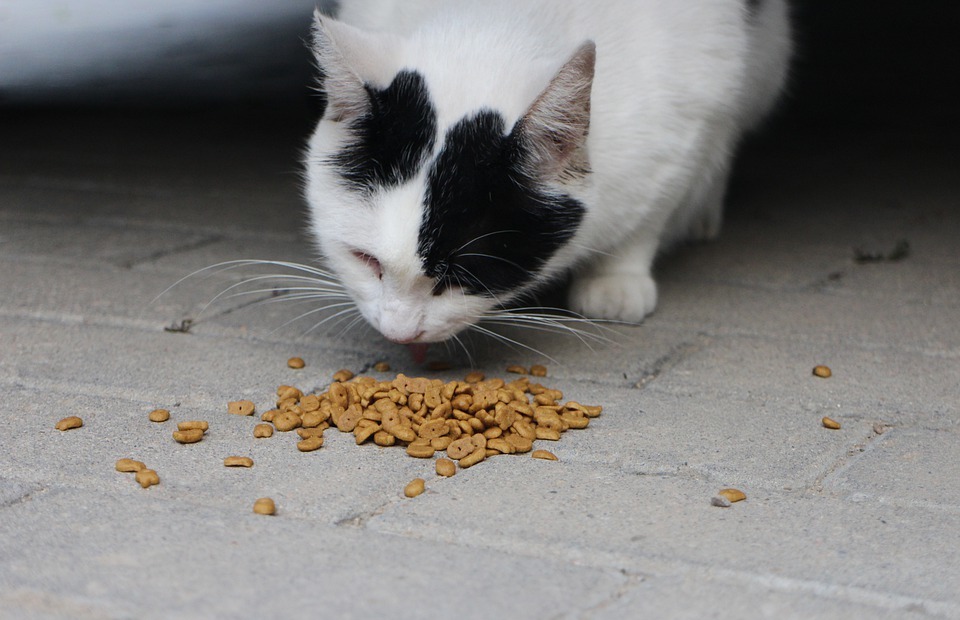 Cat Food: The Ultimate Guide to Feeding Your Feline Friend