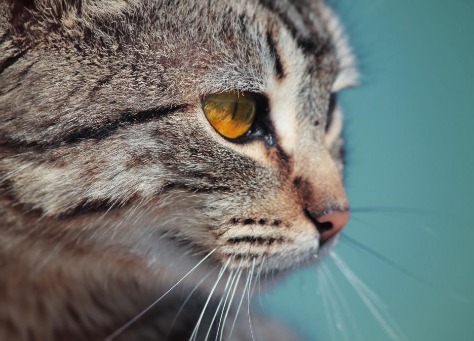 Savannah Cat Odor: Do They Smell?