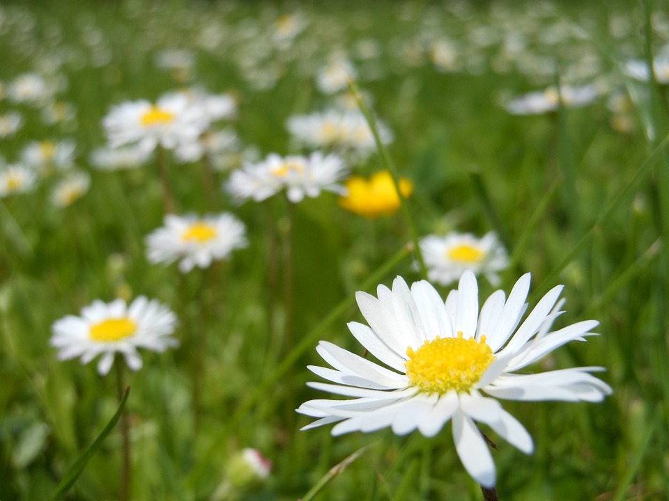 Are Daisies Poisonous to Cats? - Everything You Need to Know