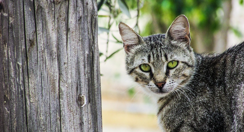 Humanely Controlling Stray Cat Populations: A Guide