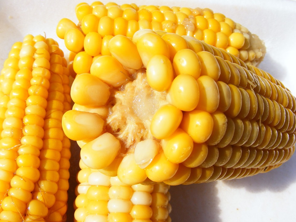 Can Cats Eat Corn? Safe Corn for Cats - Vet Approved Guide