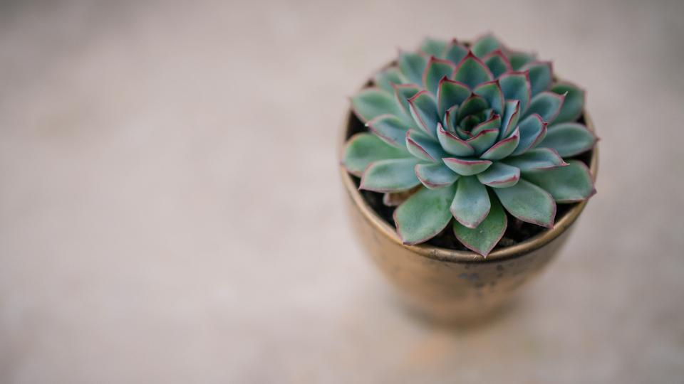 Succulents and Cats: Are They Poisonous?