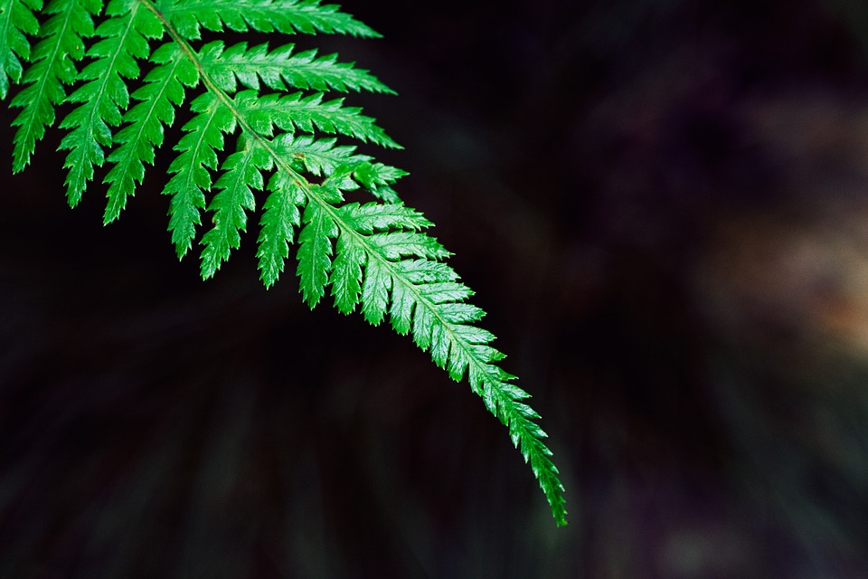 Are Ferns Poisonous to Cats?