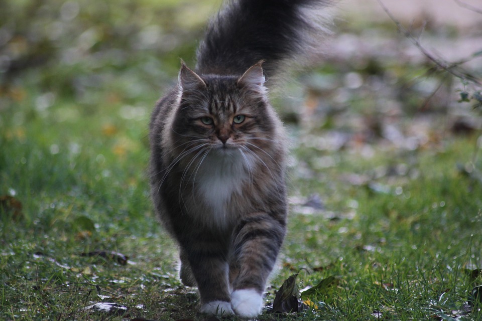 Why Do Cats Chirp? Unlocking the Mystery of Their Curious Sounds