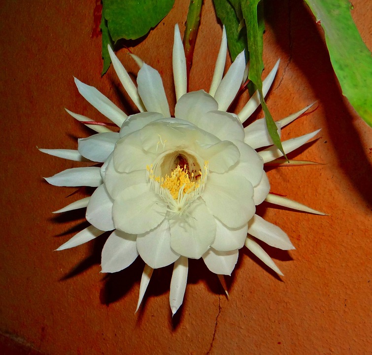 Christmas Cactus and Cats: Are They Poisonous?