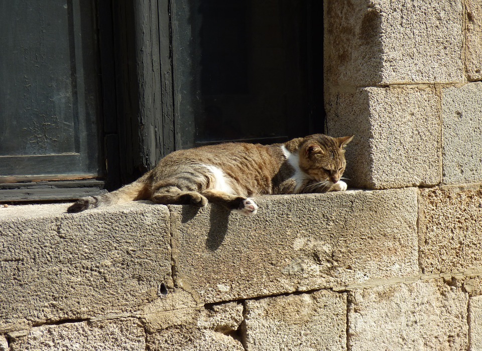 Why Are Cats So Adorable: The Science of Feline Cuteness