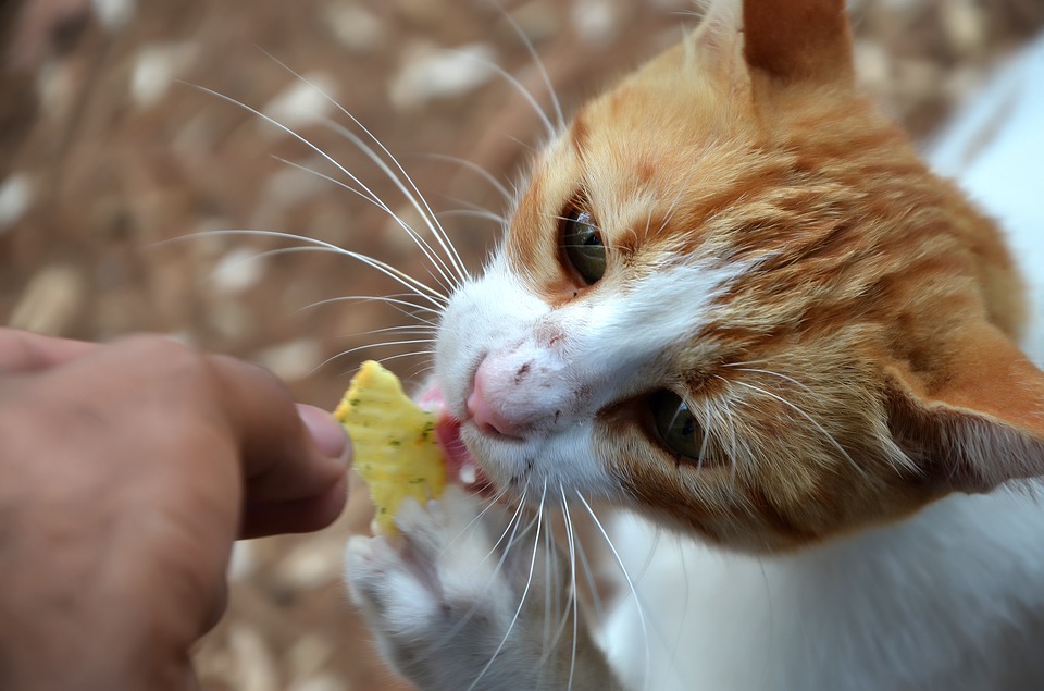 Can Cats Safely Eat Raw Eggs?