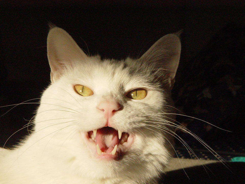 Can Cats Really Smile? The Science Behind Feline Expressions