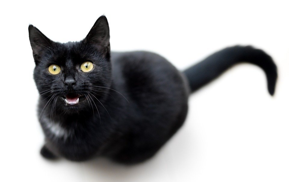 Can Cats Taste Sweetness? The Surprising Truth