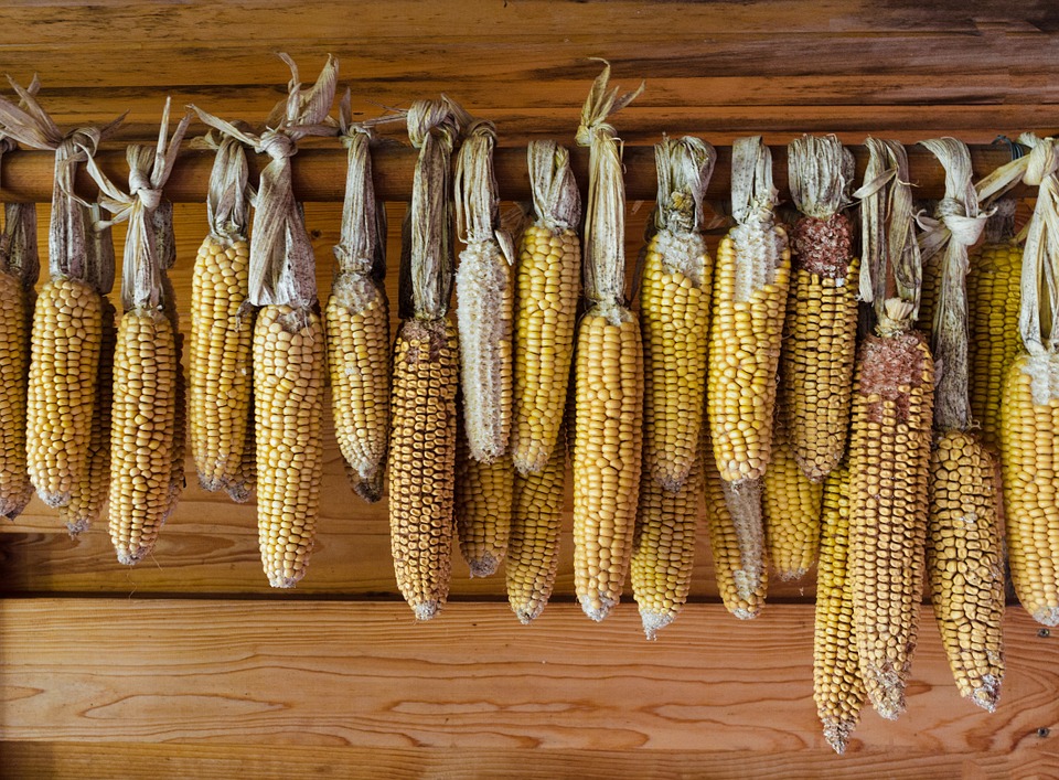 Can Cats Eat Corn? Safe Corn for Cats - Vet Approved Guide