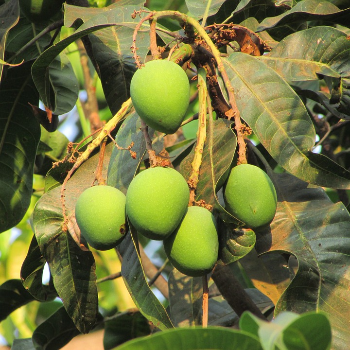 Can Cats Eat Mango: Is It Safe or Dangerous?