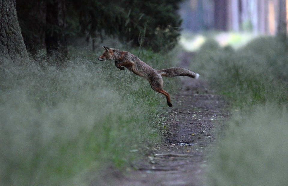 Do Foxes Pose a Threat to Cats?