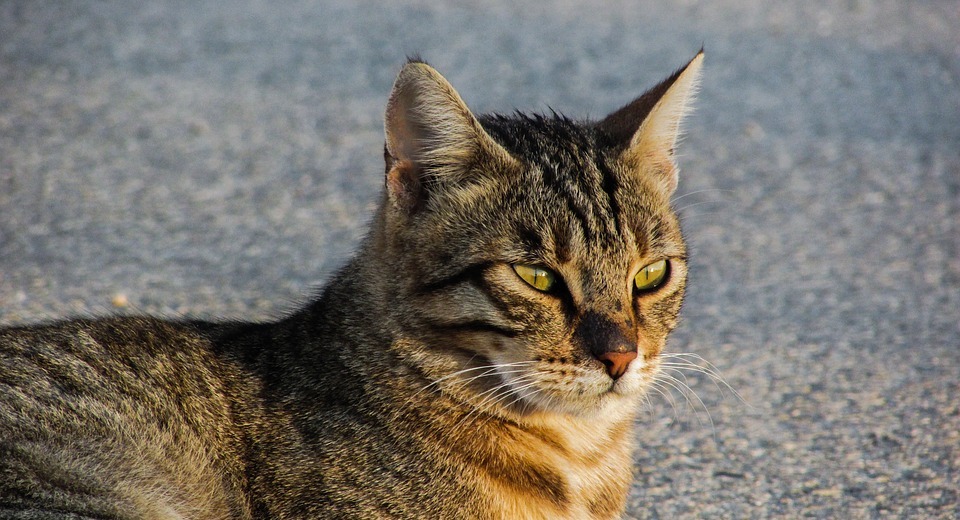 Humanely Controlling Stray Cat Populations: A Guide