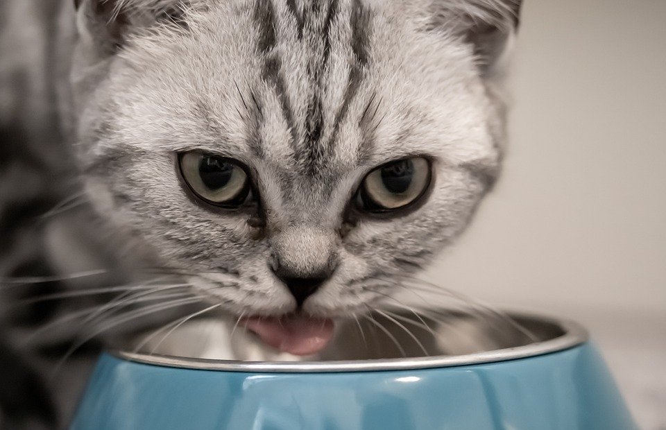 Can Cats Eat Turkey Safely?