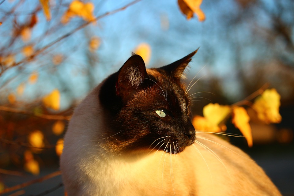 Are Siamese Cats Hypoallergenic? The Truth About Cat Allergies