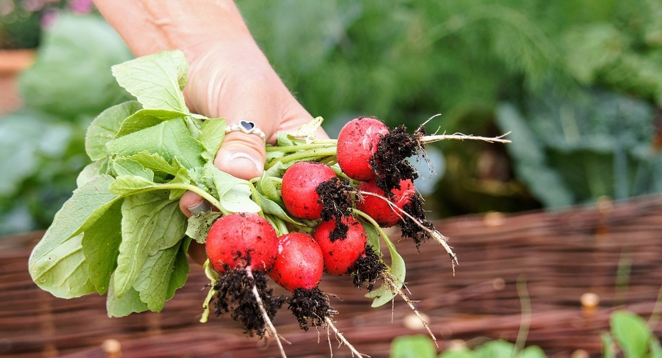 Can Dogs Safely Eat Radishes?