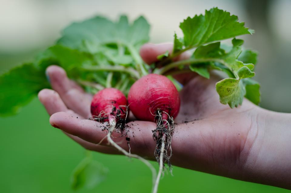 Can Dogs Eat Beets: A Safe Treat or a Health Hazard?