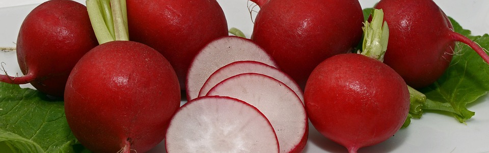 Can Dogs Safely Eat Radishes?