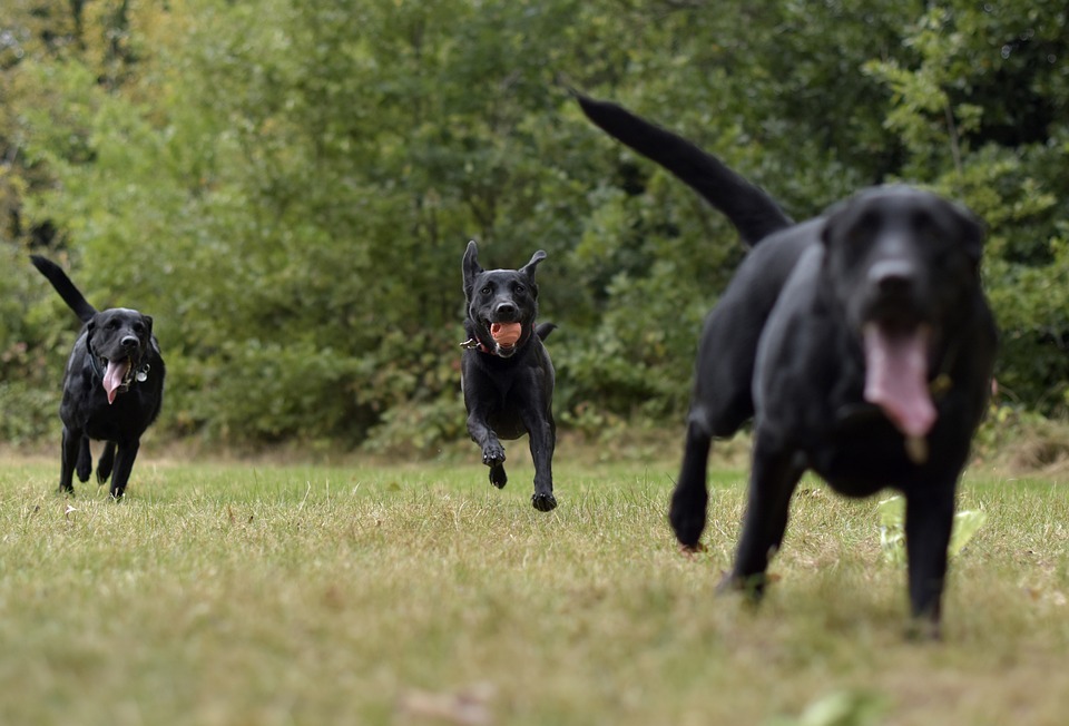 A Dog's Purpose: Cast, Characters, and Where You've Seen Them Before