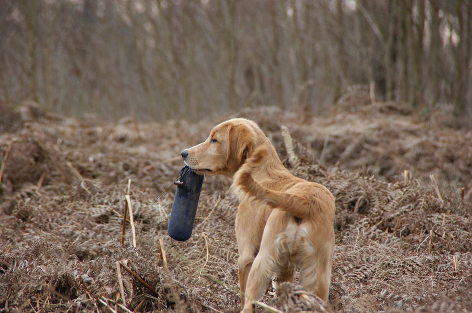 Why Do Dogs Shake: Understanding the Reasons and What to Do