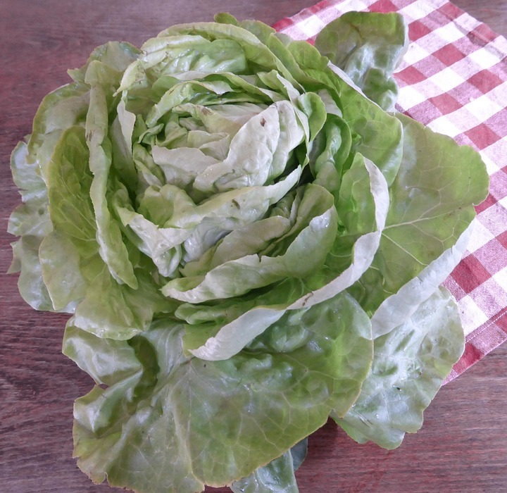 Can Dogs Eat Lettuce? (Safe or Harmful?)