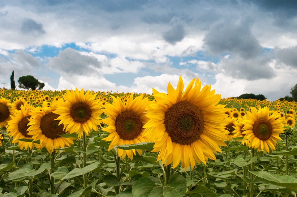 Can Dogs Safely Eat Sunflower Seeds? (Vet-Approved Guide)