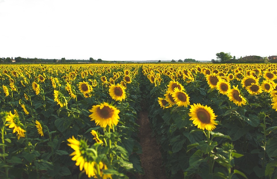 Can Dogs Safely Eat Sunflower Seeds? (Vet-Approved Guide)