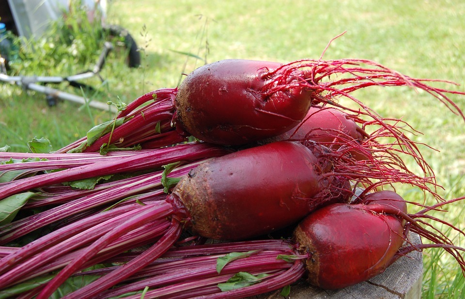 Can Dogs Eat Beets: A Safe Treat or a Health Hazard?